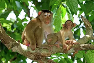 Nemestrina: Pig-tailed Macaque