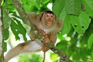 Nemestrina: Pig-tailed Macaque