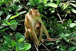 Nemestrina: Pig-tailed Macaque - with baby