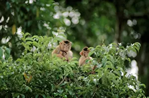 Nemestrina: Pig-tailed Macaque - Female with infant and juvenile