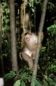 Nemestrina: Pig-tailed Macaque - Male in tree