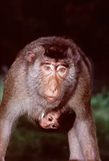 Macaque: Pig-Tailed MACAQUE MONKEY - carrying young