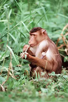 Macaques: Pig-Tailed MACAQUE MONKEY - female and baby, eating