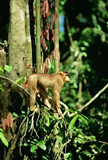 Nemestrina: Pig-Tailed MACAQUE MONKEY - in tree