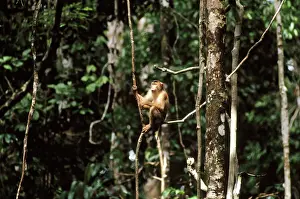 Liana: Pig-tailed Macaque - seated on liana