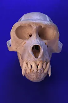 Skull: Pig-tailed Macaque Skull