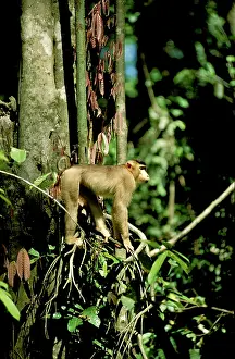 Nemestrina: Pig-tailed Macaque - in tree