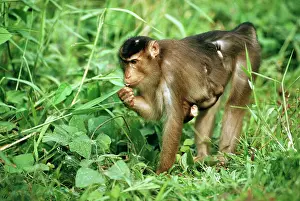 Stomach: Pig-tailed Macaque - with young clinging to stomach