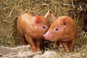 Tamworth: PIG - Tamworth piglet in straw