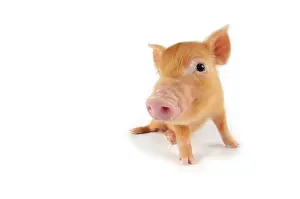 Tamworth: Pig. Tamworth piglet on white background