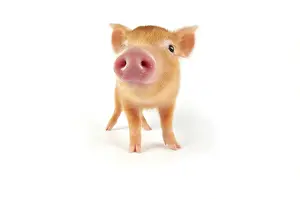 Tamworth: Pig. Tamworth piglet on white background