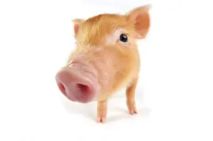 Tamworth: Pig. Tamworth piglet on white background