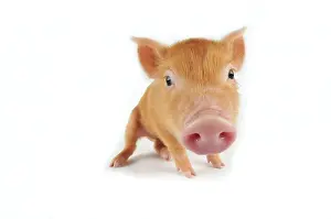 Tamworth: Pig. Tamworth piglet on white background