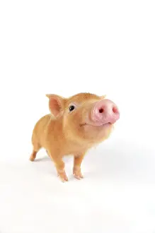 Tamworth: Pig. Tamworth piglet on white background