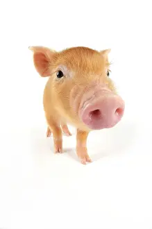 Tamworth: Pig. Tamworth piglet on white background