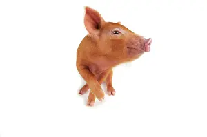 Tamworth: Pig. Tamworth piglet on white background
