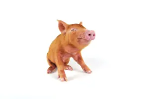 Tamworth: Pig. Tamworth piglet on white background