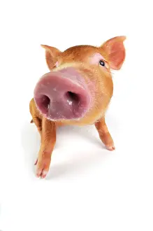 Tamworth: Pig. Tamworth piglet on white background