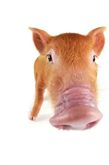 Tamworth: Pig. Tamworth piglet on white background