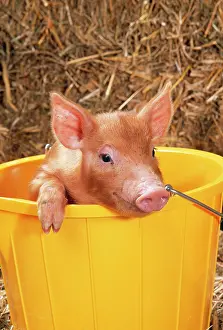Tamworth: PIG - Tamworth Piglet in yellow bucket