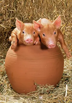 Tamworth: PIG - Tamworth piglets in flowerpot