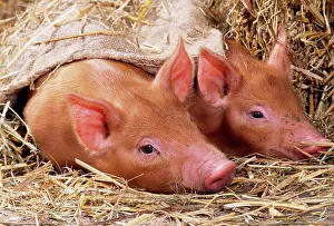 Tamworth: PIG - two Tamworth piglets lying on straw