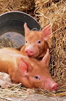 Tamworth: PIG - Tamworth piglets in straw