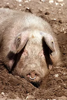 Temperature: PIG IN WALLOW - male with ring in nose, wallowing in mud