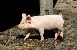 Farmyards: Pig - wandering around farm