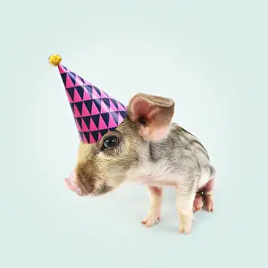Wildboar: Pig. Wildboar piglet wearing Birthday party hat