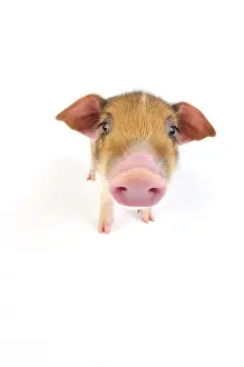 Wildboar: Pig. Wildboar piglet on white background