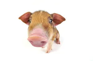 Wildboar: Pig. Wildboar piglet on white background