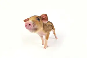 Wildboar: Pig. Wildboar piglet on white background