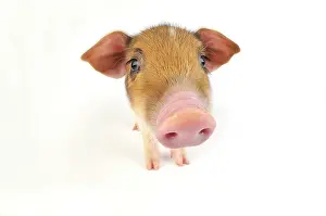 Wildboar: Pig. Wildboar piglet on white background