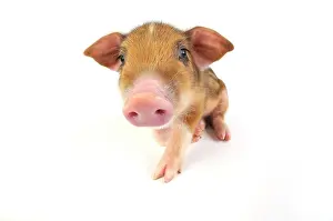 Wildboar: Pig. Wildboar piglet on white background