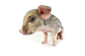 Wildboar: Pig. Wildboar piglet on white background