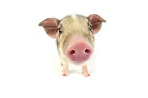 Wildboar: Pig. Wildboar piglet on white background