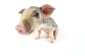 Wildboar: Pig. Wildboar piglet on white background