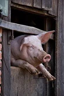 Farmsteads: Pig in the window of a barn Alsace France