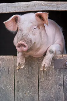 Farmsteads: Pig in the window of a barn Alsace France