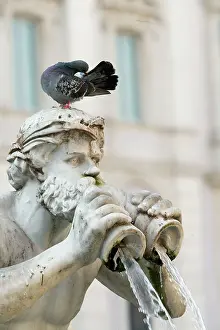 Piazza: Pigeon