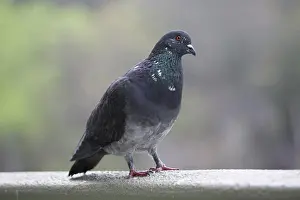 Livia: Pigeon