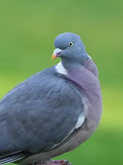 Columba: Pigeon
