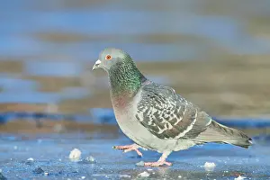 Columba: Pigeon (Columba livia domestica) standing on a frozen