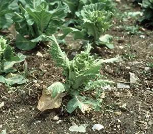 Columba: Pigeon damage to a cabbage plant
