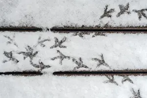 Early: Pigeon footsteps on snow covered terrace in early s