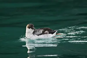 Guillemots: Pigeon Guillemot
