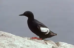 Cepphus: Pigeon Guillemot