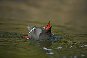 Cepphus: Pigeon Guillemot - Displaying, showing colourful throat