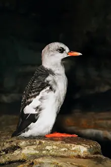 Cepphus: Pigeon Guillemot Juvenile